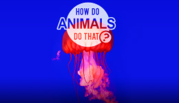 動物なぜなに研究室　Ep.7 イルカ／ネコ科動物と水／ヤモリ Ep.8 宇宙で生きる虫／リス／ミツバチ