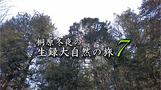 桐原冬夜の生録大自然の旅