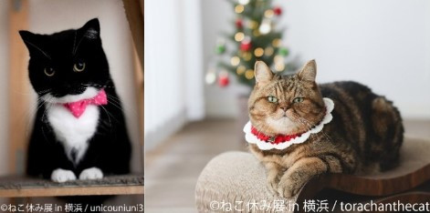 200万人が癒された”猫の祭典”を開催